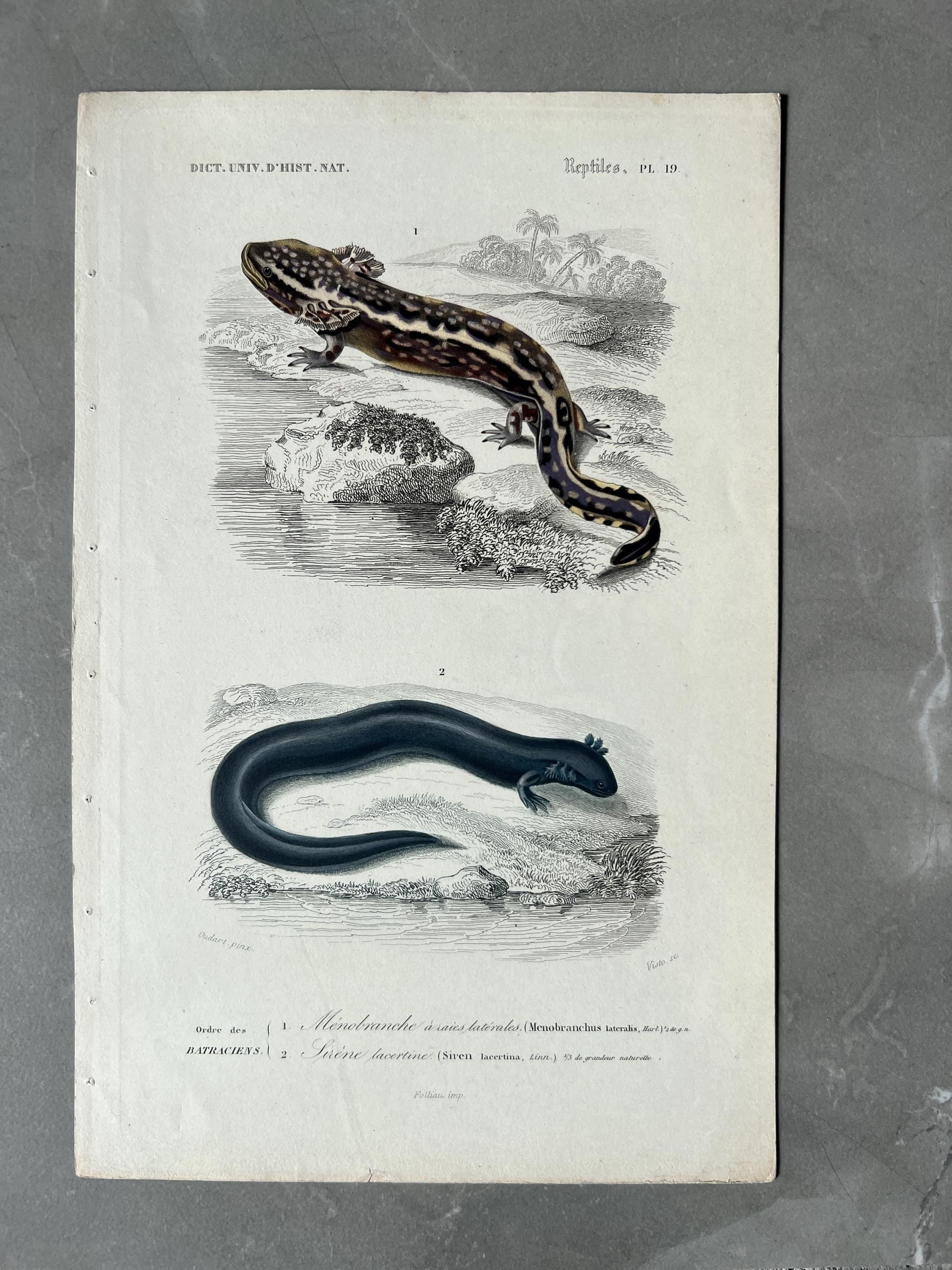 Vintage Salamander and Siren Natural History Print by Edouard TRAVIES image 1