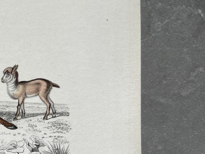 Antique Engraving of Goats and Ibex – 19th Century Art by Edouard TRAVIES image 7