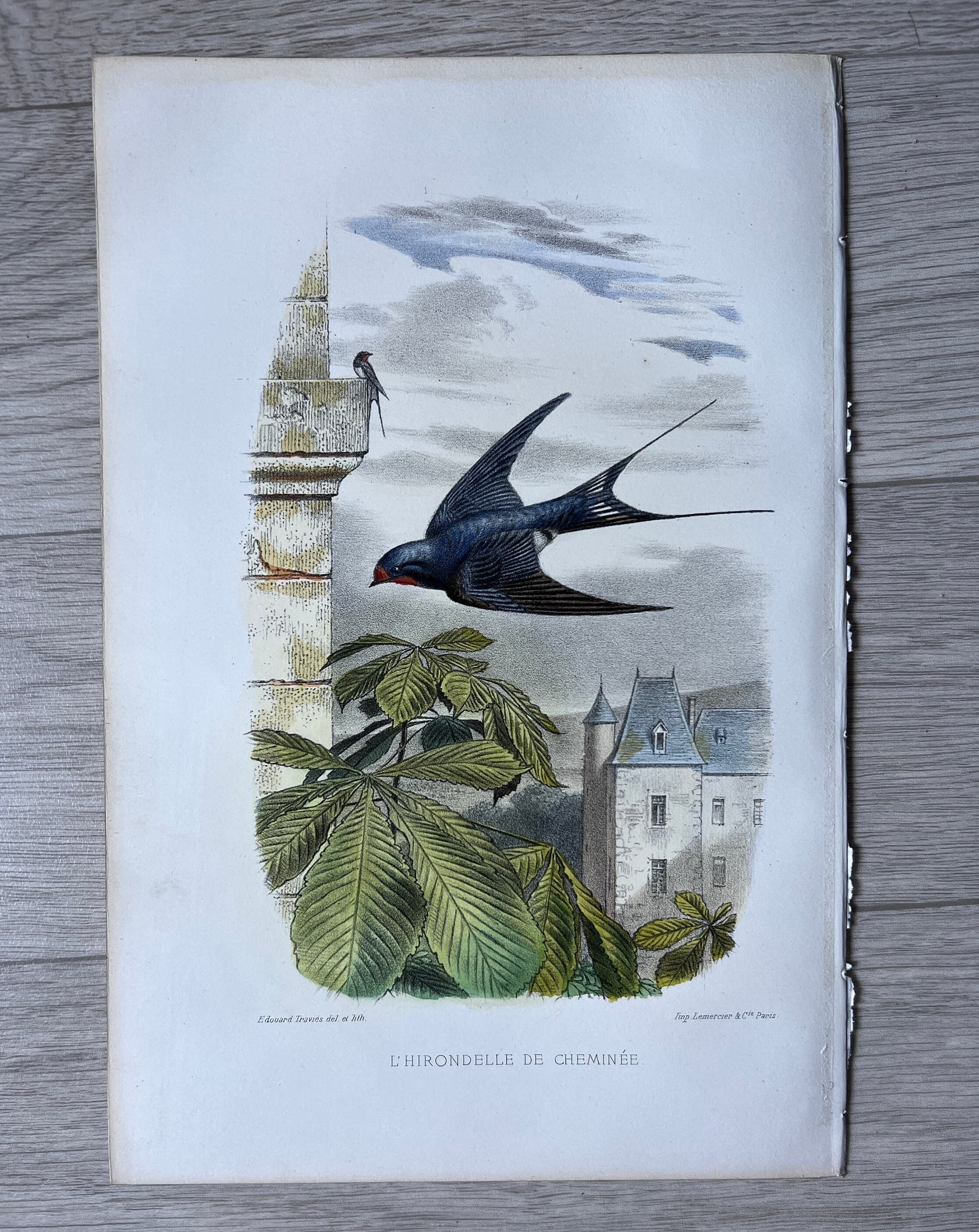 Antique Bird Illustration - "L'Hirondelle de Cheminée" 19th Century French image 2