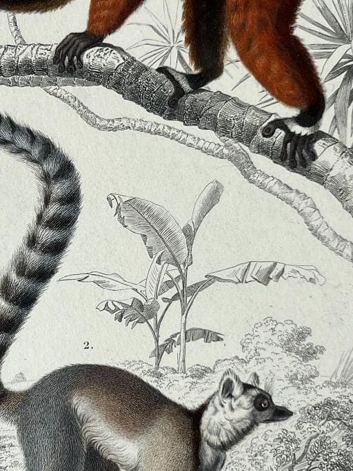 Antique Zoological Illustration of Lemurs (Lemuridae) by Edouard TRAVIES image 6