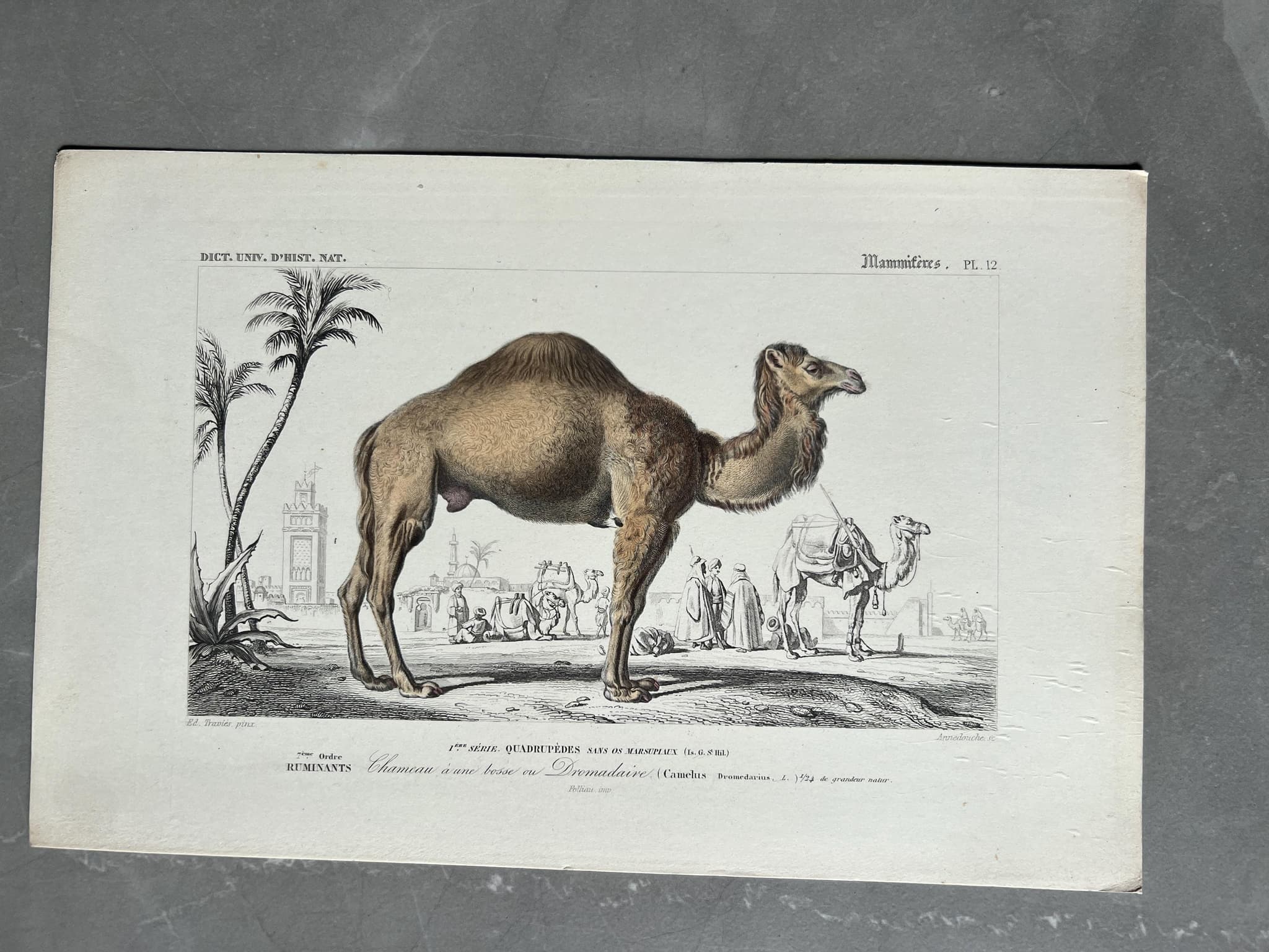 Antique Illustration of a Camel – 19th Century Engraving by Edouard TRAVIES image 1
