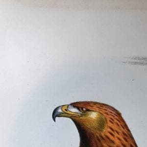 Vintage Illustration of the Golden Eagle (L'Aigle Royal) by Edouard TRAVIES image 3