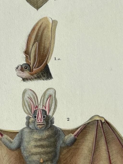 Antique Illustration of Bats (Chiroptera) by Edouard TRAVIES (1809-1869) image 6