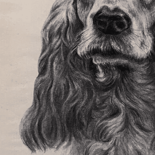 Original Antique Charcoal Drawing Dog Portrait Albert FIGAY (1907-2004) image 3
