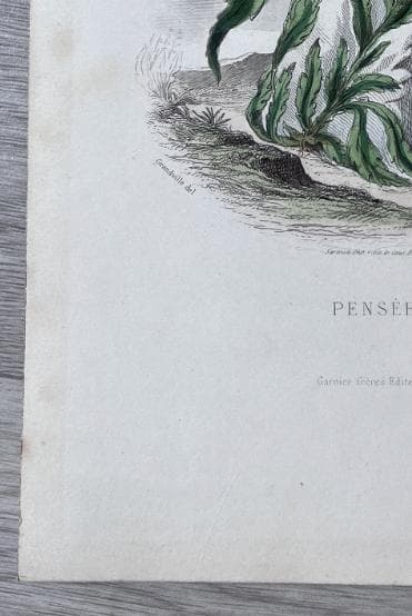 Antique Botanical Costume Illustration "Pensée" Pansy-Inspired Dress 19th image 5