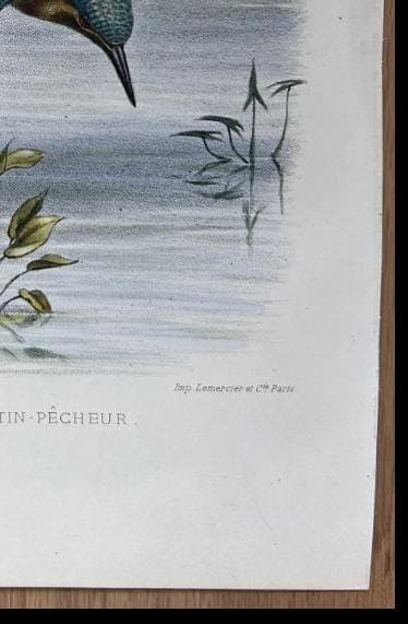 Antique Lithography Woodcock by Edouard TRAVIES (1809-1869) Kingfisher image 10
