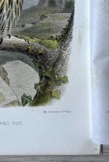 Vintage Owl Illustration by Edouard Traviès by Edouard TRAVIES (1809-1869) Grand image 6