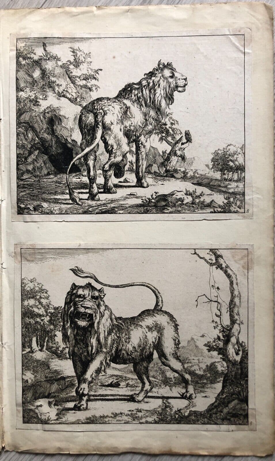 Marcus DE BYE (1638/99-c.1688/1708) Lion Etching image 2
