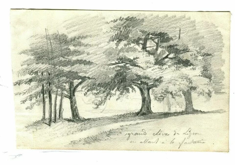 Antique Pencil Drawing Grand Oak Tree of Lignon, Nature, Forest Artwork image 5