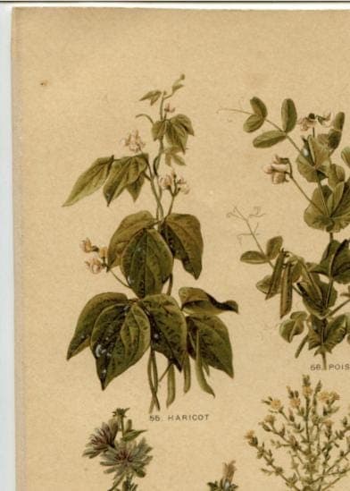 Antique Botanical Print - Plate VII from "Nos Fleurs" by Leclerc du Sablon image 7