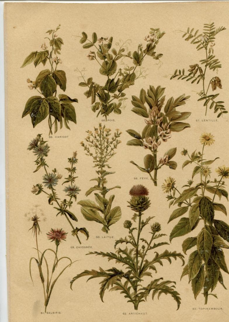 Antique Botanical Print - Plate VII from "Nos Fleurs" by Leclerc du Sablon image 3