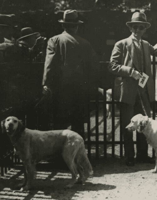 Vintage Original Dog Show Vintage Photograph image 3