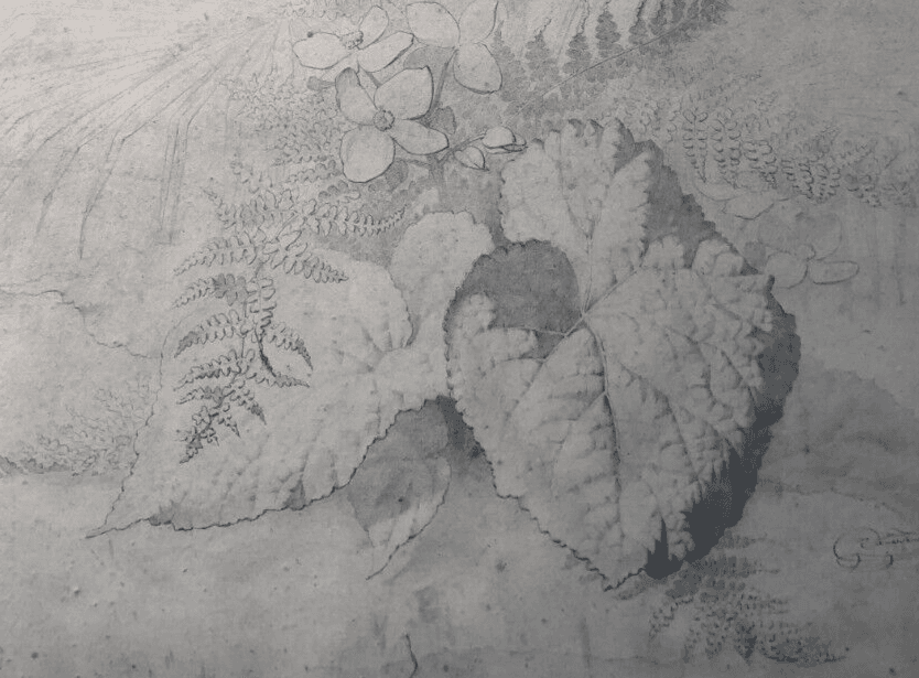 Original Antique Pencil 19th century Drawing Plants and Leaves Artwork image 1