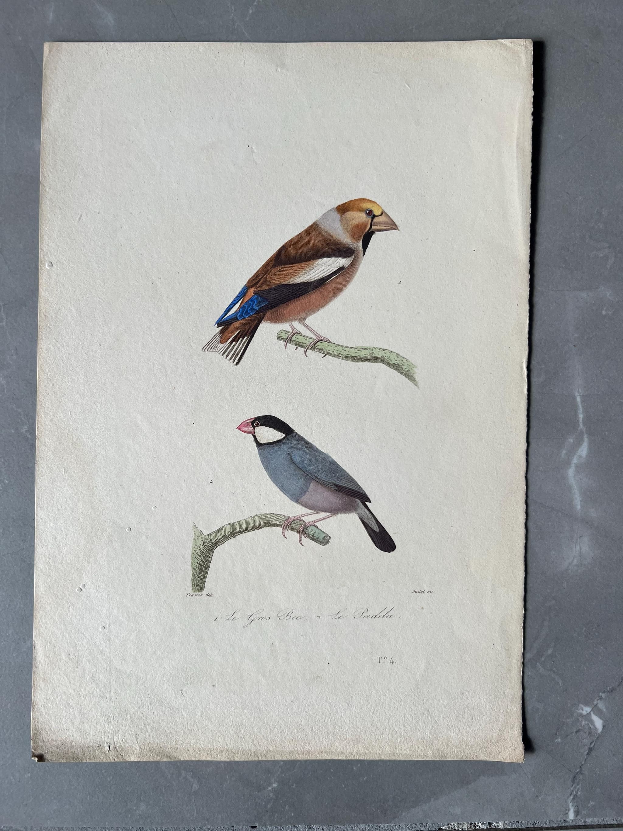 Exotic Parrots - Hand-Colored Antique Engraving by Edouard TRAVIES (1809-1869) image 1