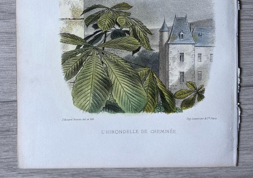 Antique Bird Illustration - "L'Hirondelle de Cheminée" 19th Century French image 10