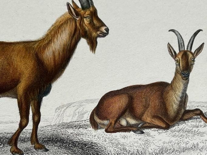 Antique Engraving of Goats and Ibex – 19th Century Art by Edouard TRAVIES image 6