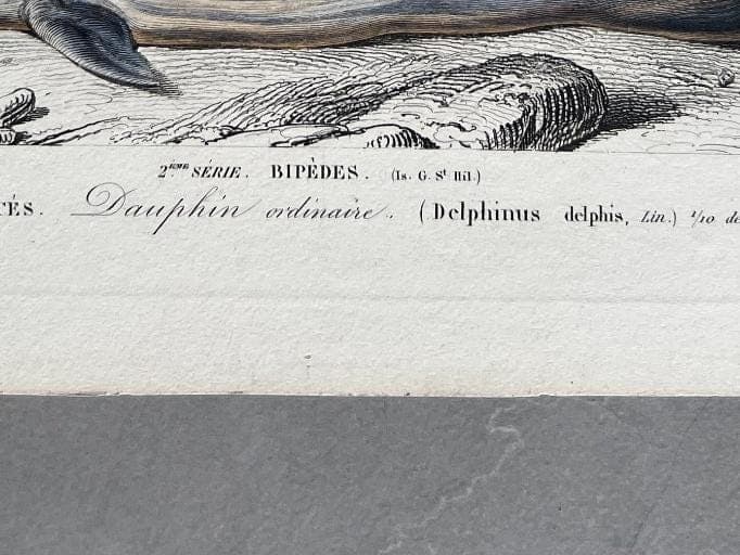 Antique Dolphin Illustration - 19th-Century Natural History Print - Vintage image 9