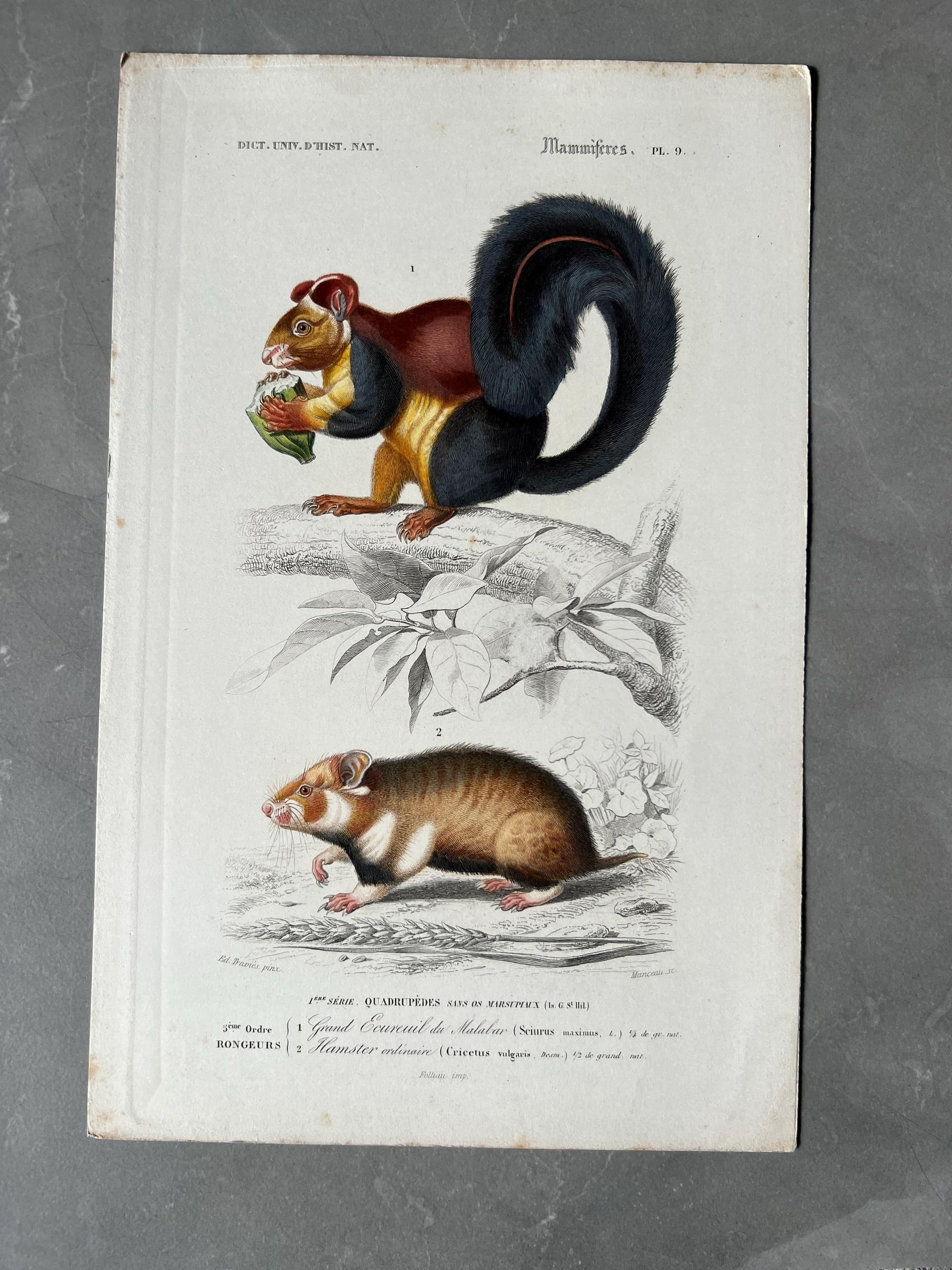 Antique Rodent Illustration - Squirrel & Hamster by Edouard TRAVIES (1809-1869)