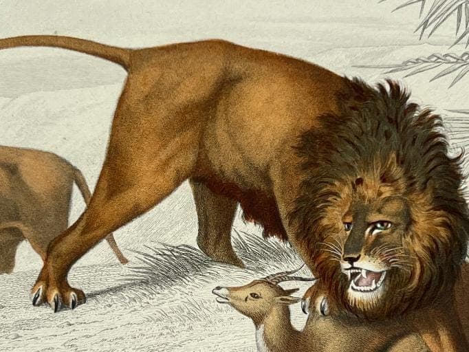 Antique 19th Century Lion Illustration - Wildlife Art by Edouard TRAVIES image 6