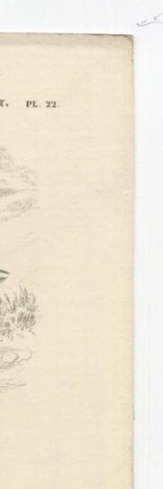 Antique Ornithology Print - Elegant Birds Illustration image 4