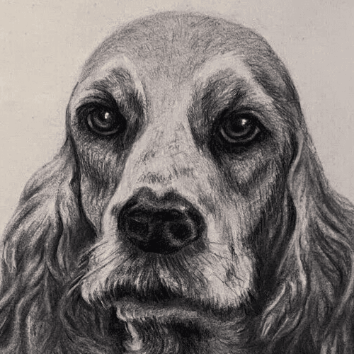 Original Antique Charcoal Drawing Dog Portrait Albert FIGAY (1907-2004) image 2