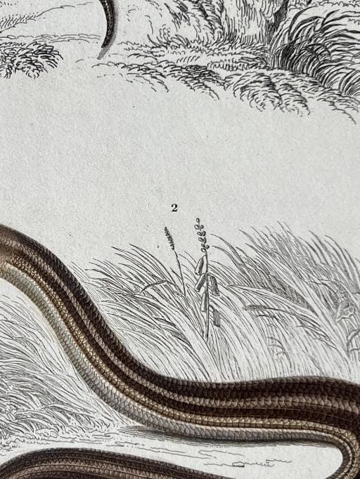 Antique Reptile Illustration of Lizards and Snake by Edouard TRAVIES (1809-1869) image 6