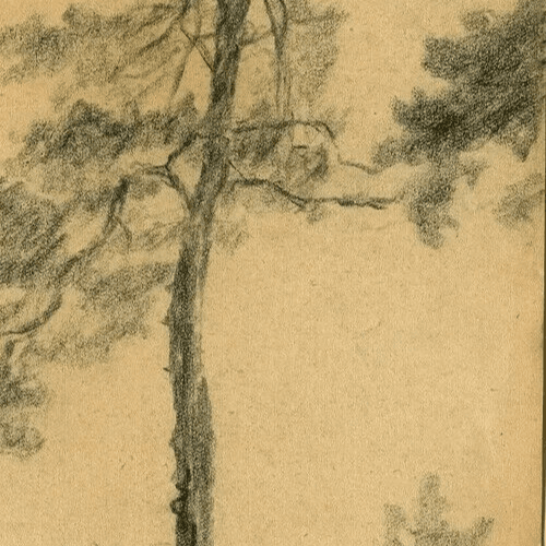 Vintage Pencil Original Drawing Tree, Vegetation, Landscape, Leaves Artwork image 5