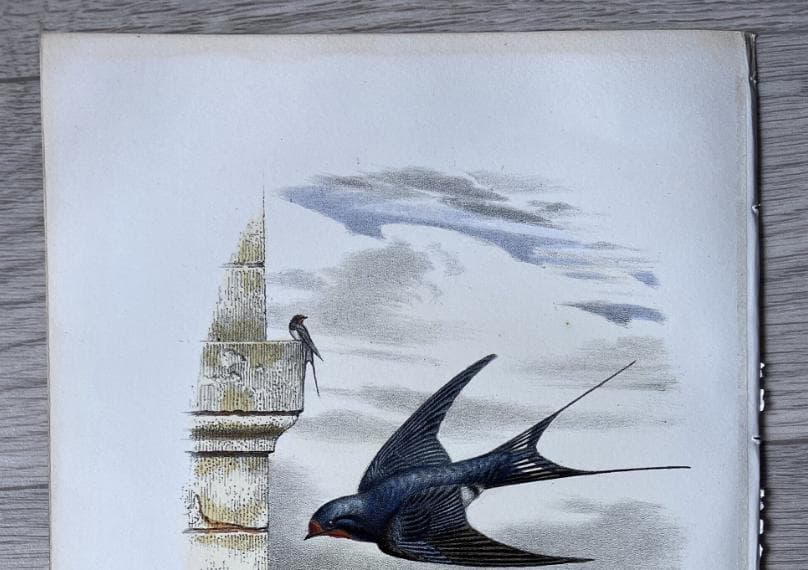 Antique Bird Illustration - "L'Hirondelle de Cheminée" 19th Century French image 9