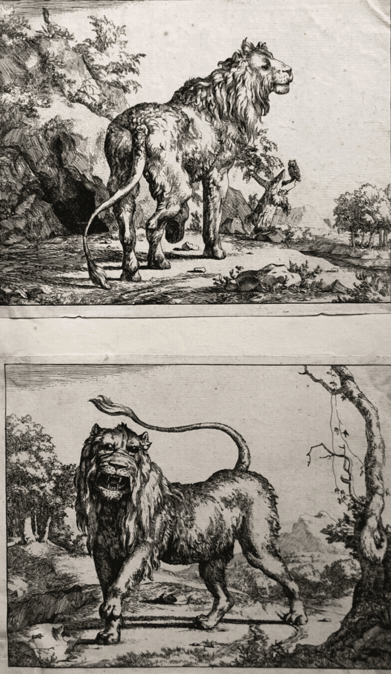 Marcus DE BYE (1638/99-c.1688/1708) Lion Etching