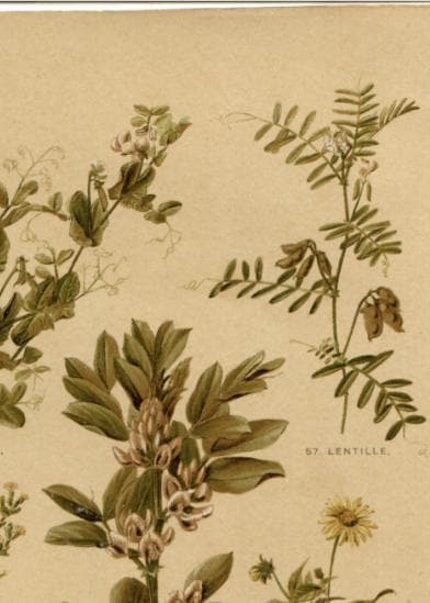 Antique Botanical Print - Plate VII from "Nos Fleurs" by Leclerc du Sablon image 8