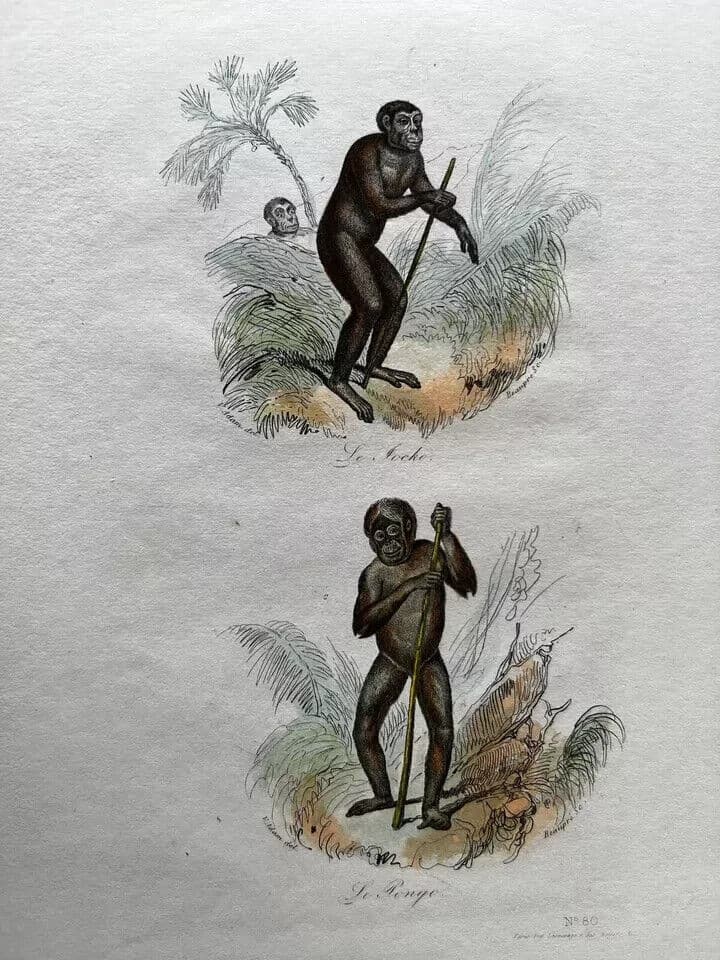 Antique Print Original Monkeys Playing 19th century image 8