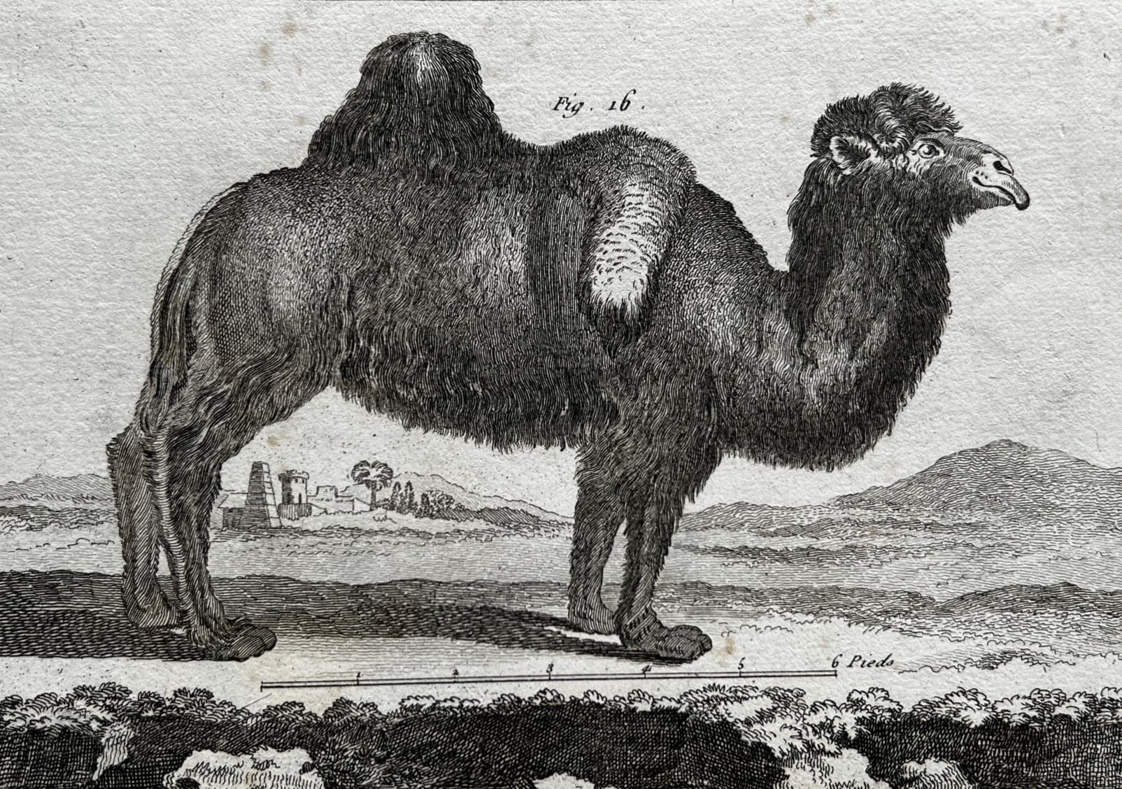 Antique Print 18th century, Camel image 1