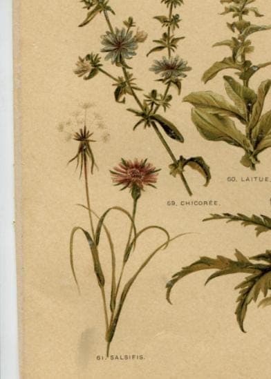 Antique Botanical Print - Plate VII from "Nos Fleurs" by Leclerc du Sablon image 9