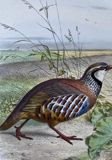 Vintage Illustration of the Red Partridge (La Perdrix Rouge) by Edouard TRAVIES image 4