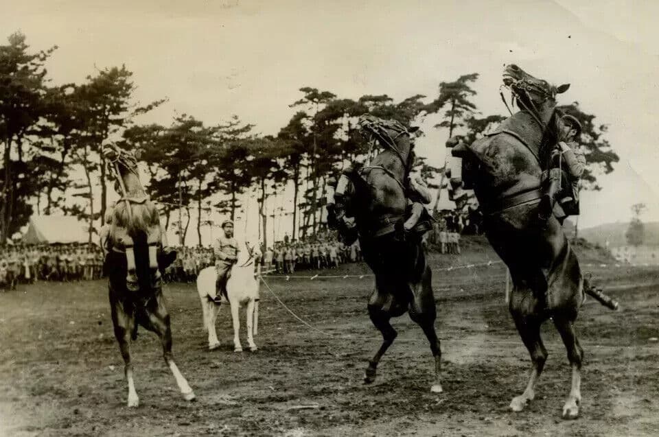 Vintage Photography Original Horses The Crown Prince Life in Japan 1920' image 7