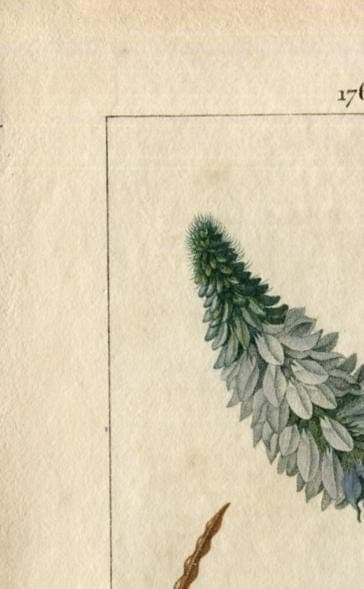 Antique Botanical Print - 19th Century Hand-Colored Wildflower Lithograph - image 8