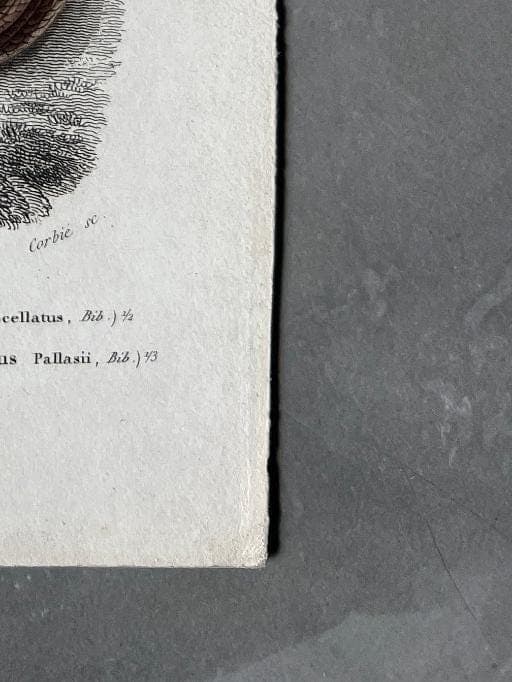 Antique Reptile Illustration of Lizards and Snake by Edouard TRAVIES (1809-1869) image 10