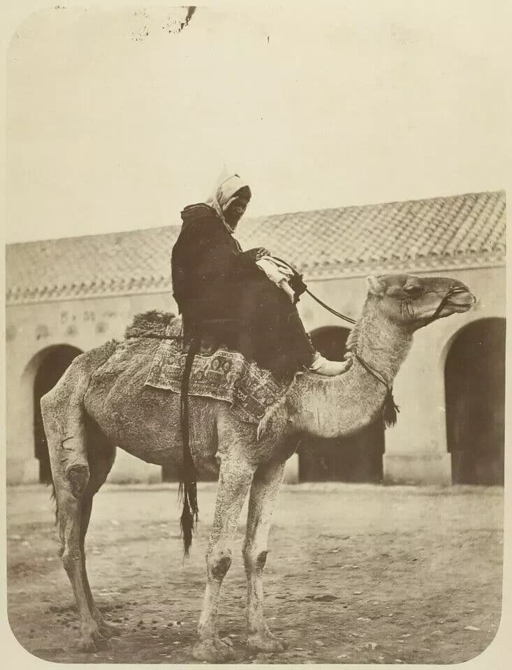 Vintage Photographs Mehari, Camel , Algérie Orient, Albumen c. 1880 image 2
