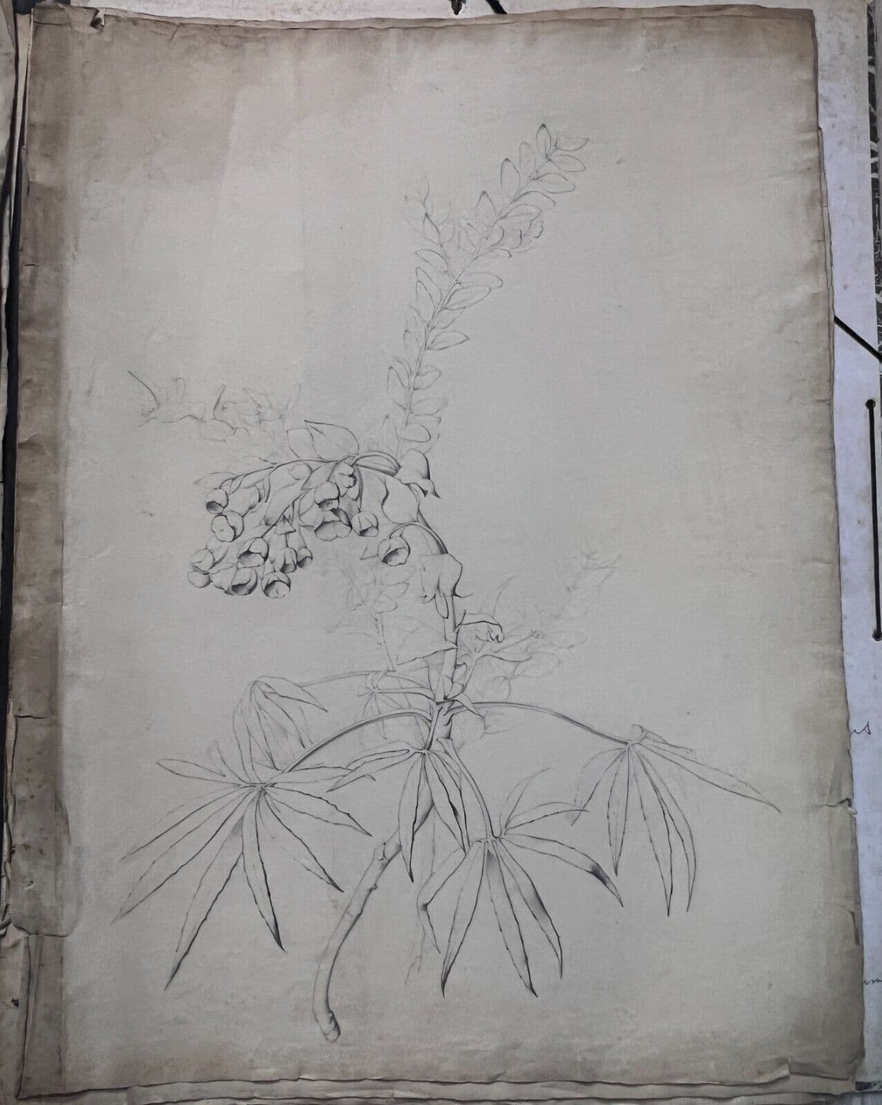 Antique Drawing Original Pencil 19th century Floral, Flowers 1850 Floral image 5