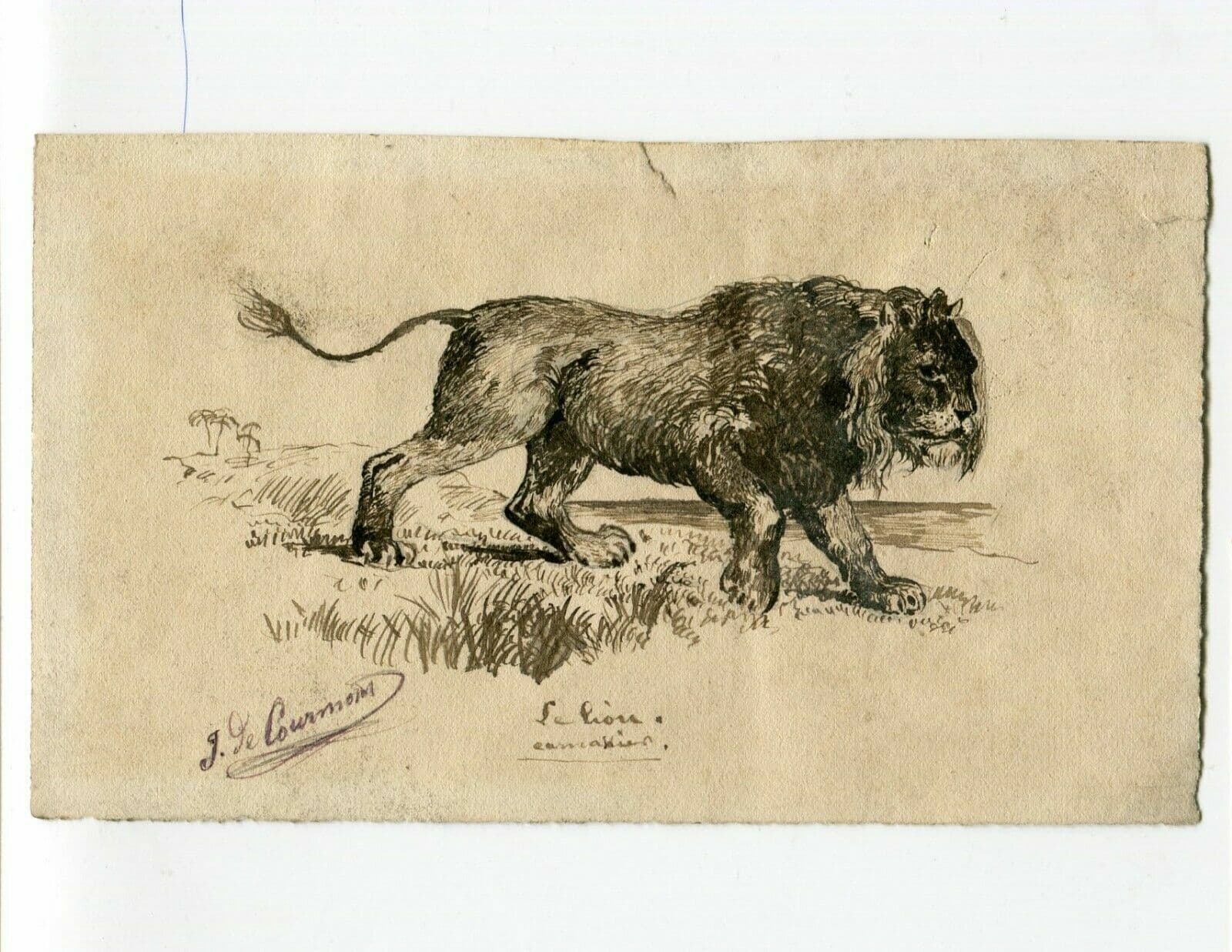 J. DE CAURMONT (XIX-XX)  Lion Drawing image 2