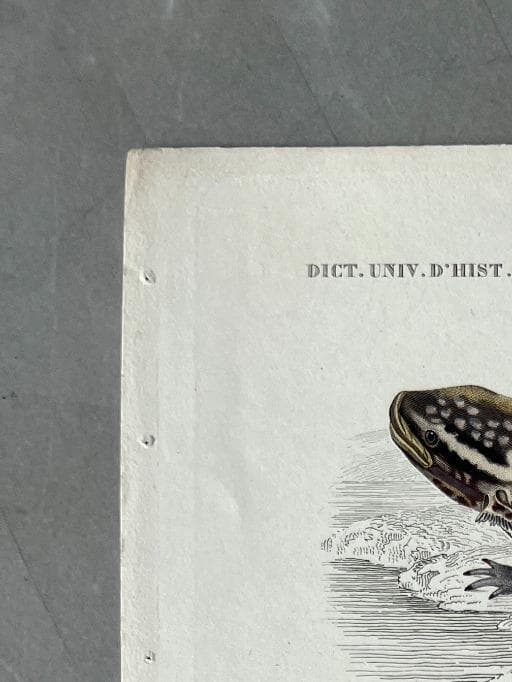 Vintage Salamander and Siren Natural History Print by Edouard TRAVIES image 2