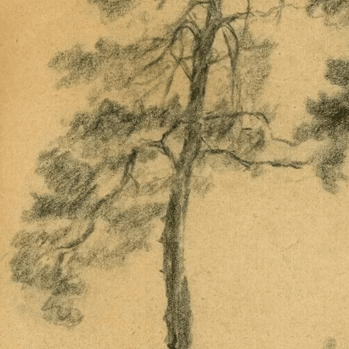 Vintage Pencil Original Drawing Tree, Vegetation, Landscape, Leaves Artwork image 3
