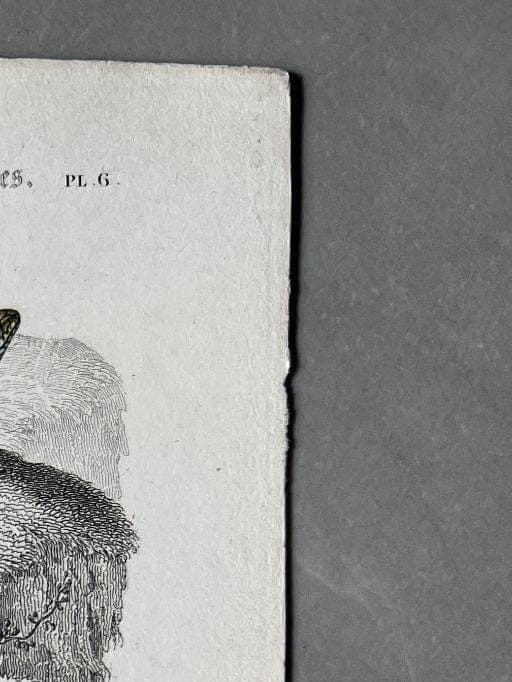 Antique Reptile Illustration of Lizards and Snake by Edouard TRAVIES (1809-1869) image 4