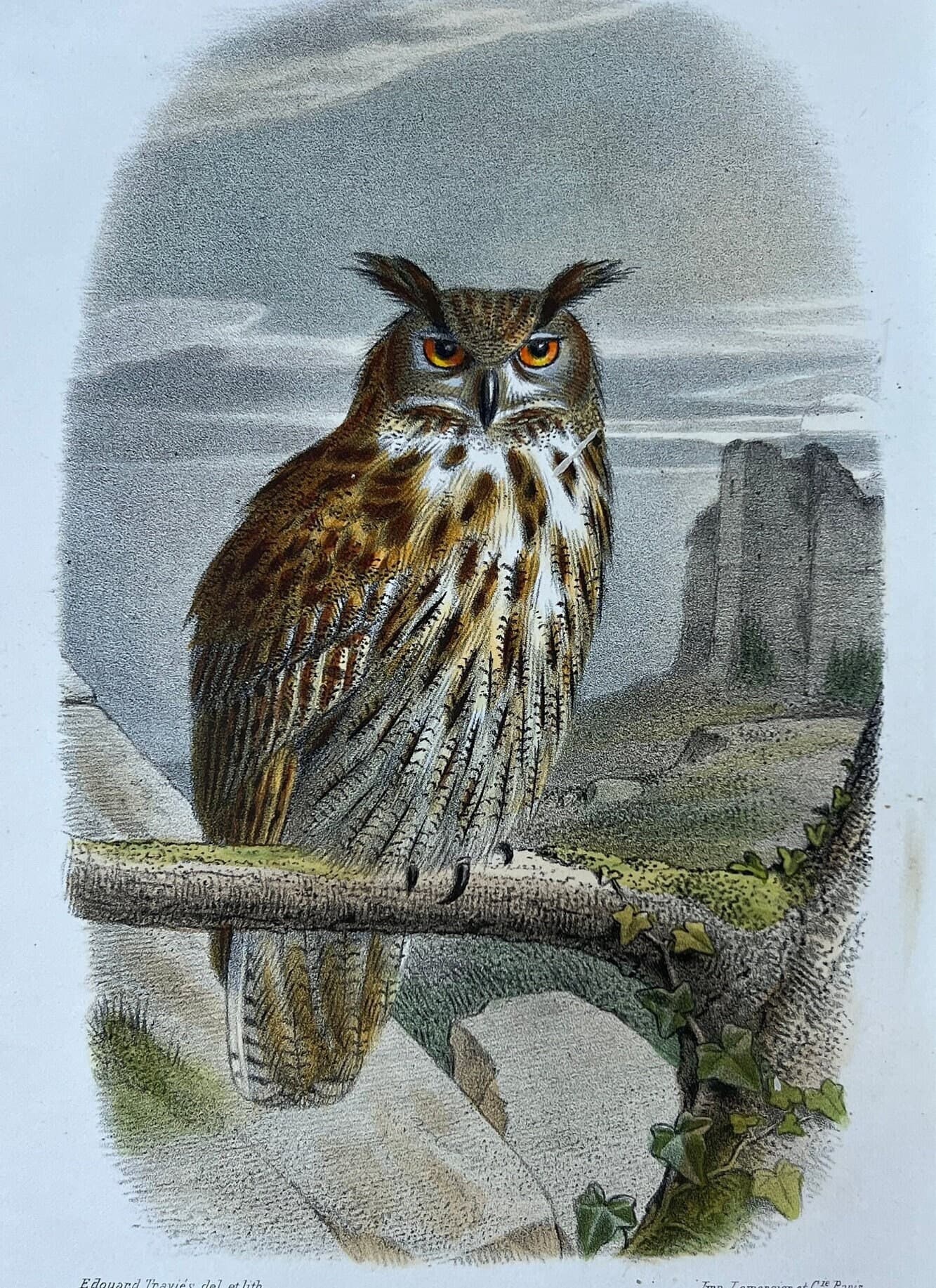 Vintage Owl Illustration by Edouard Traviès by Edouard TRAVIES (1809-1869) Grand image 1