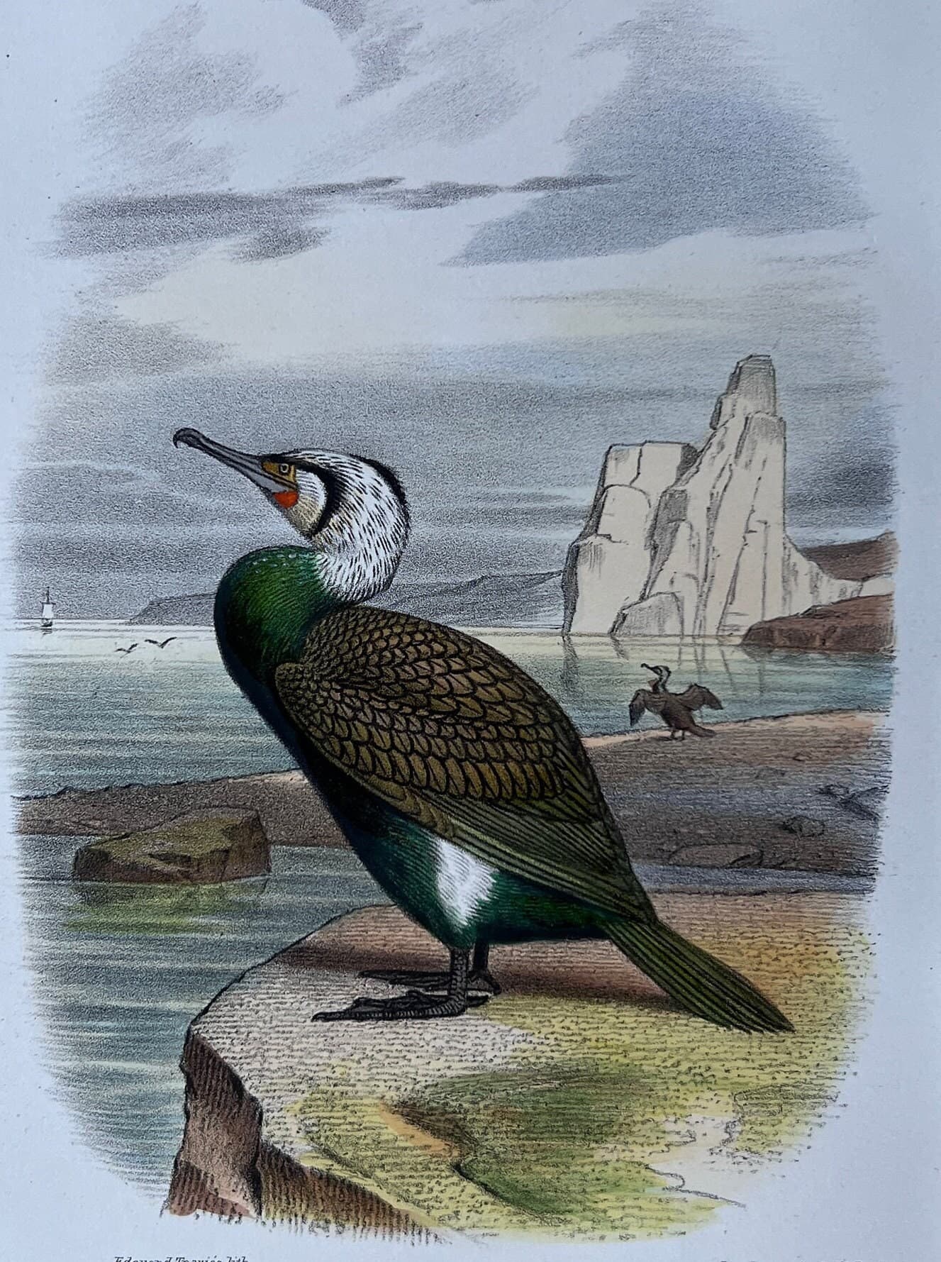 Antique Hand-Colored Bird Illustration - "Le Cormoran" (The Cormorant) by