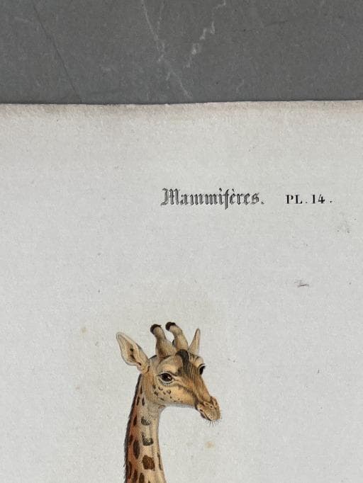 Antique Illustration Giraffe Engraving – 19th Century Natural History by Edouard image 3
