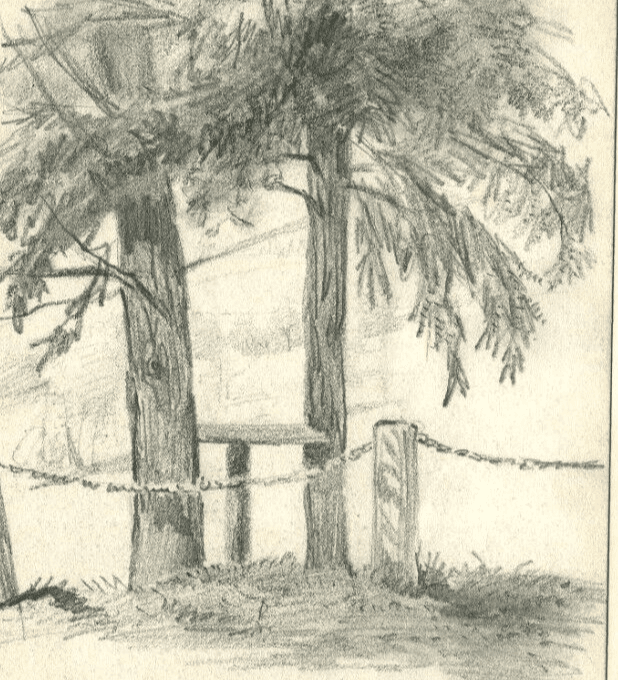 Vintage Pencil Original Drawing of Fir, Willow Trees x2 image 5