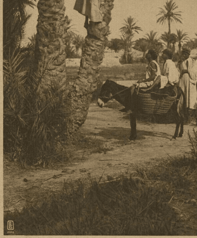 Vintage Photographs LEHNERT & LANDROCK Heliogravure, Harvest Egypt, Oasis 1910