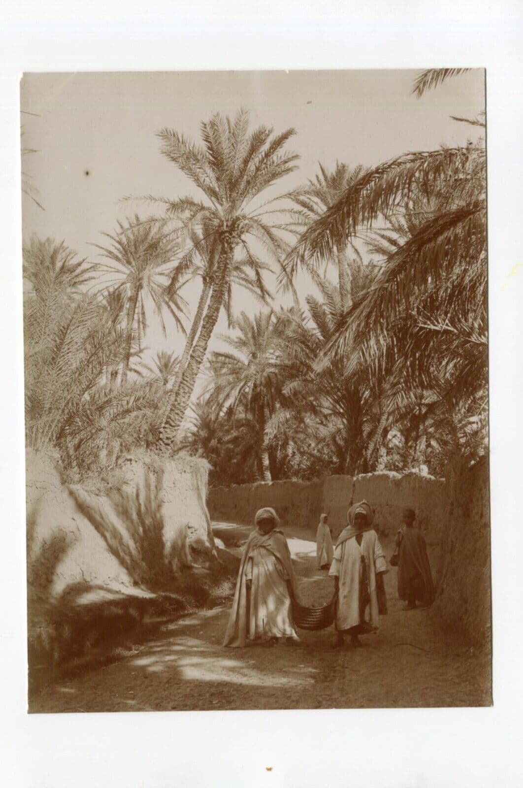 Vintage Photographs Orientalism Algeria, People, Palm Trees image 2