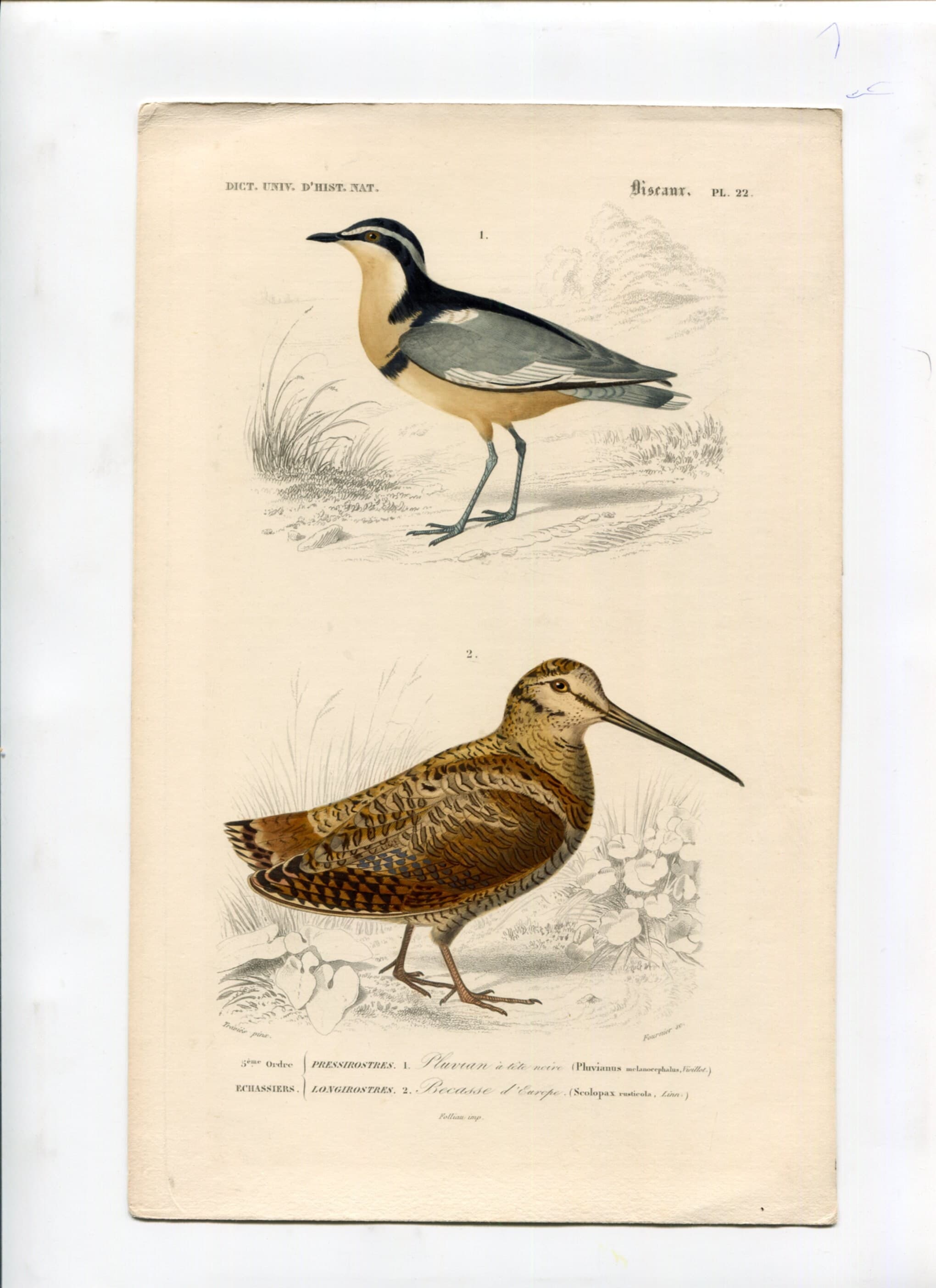 Antique Ornithology Print - Elegant Birds Illustration image 2